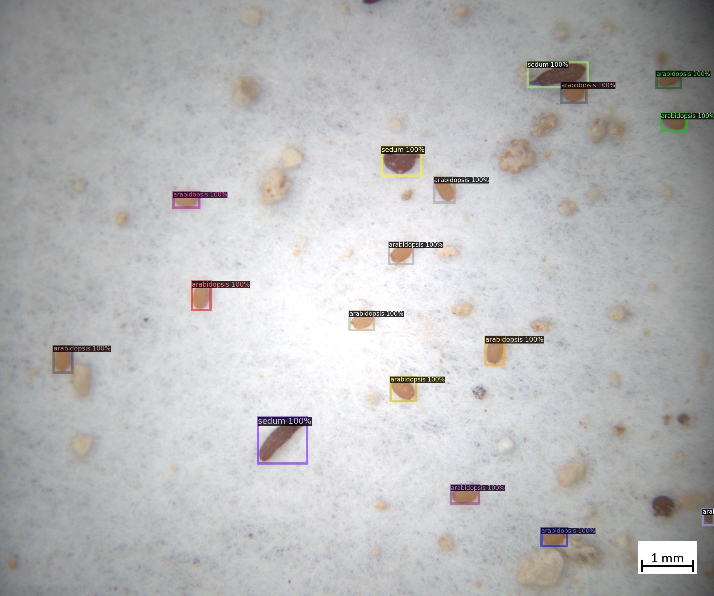 Seed image with predicted bounding boxes.