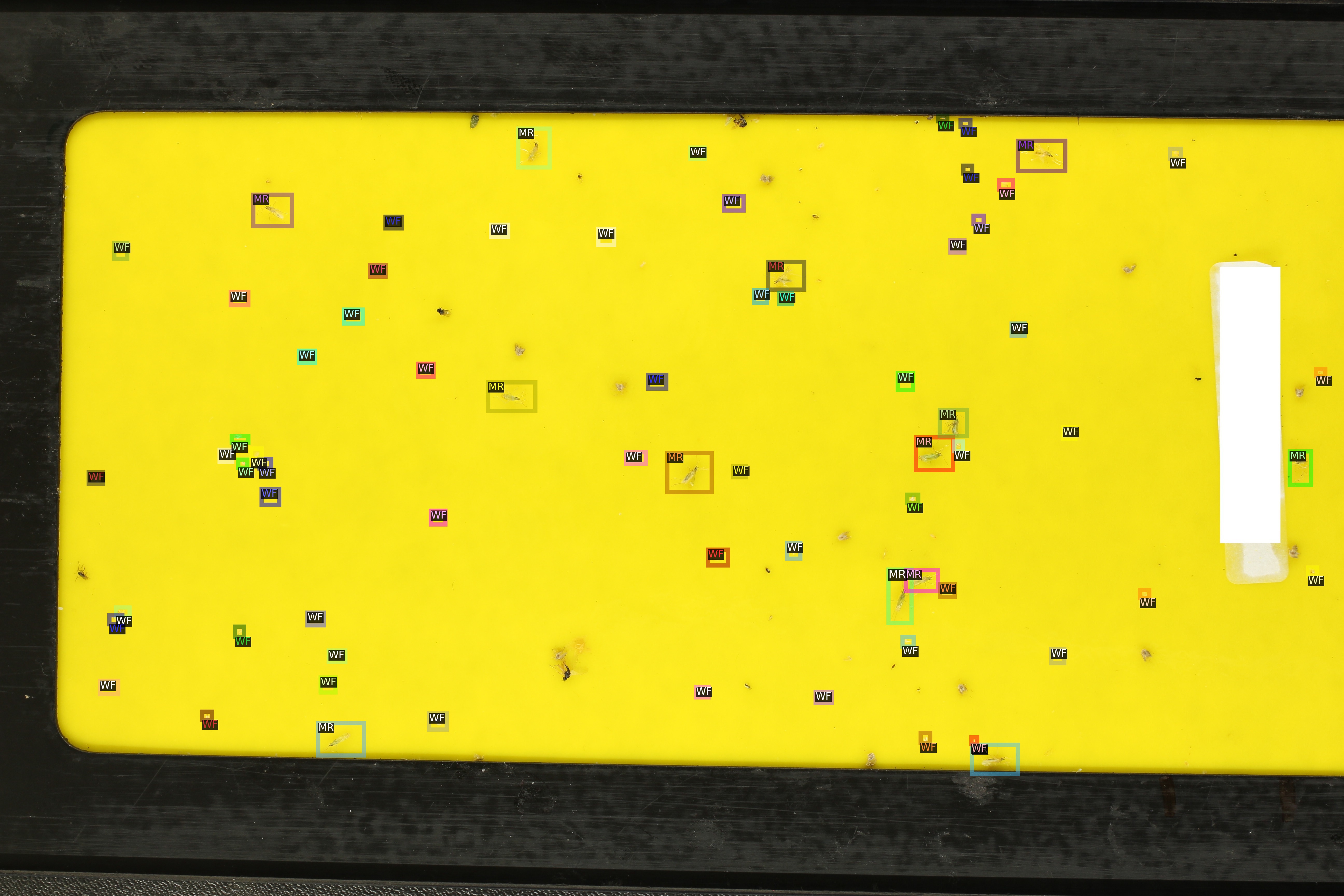 Yellow-Stickytraps image with bounding-box annotations.