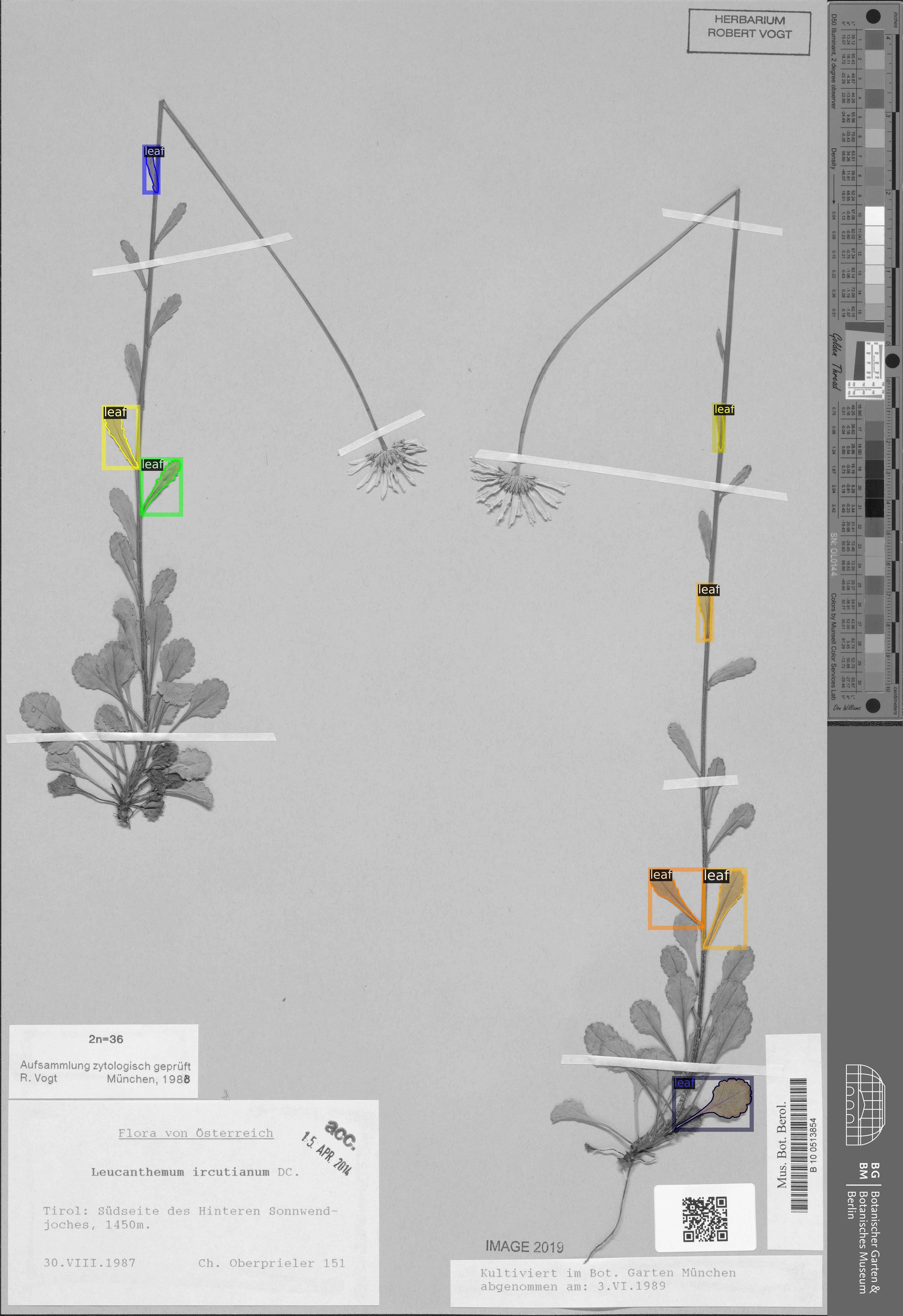 Leucanthemum image with instance-segmentation annotations.