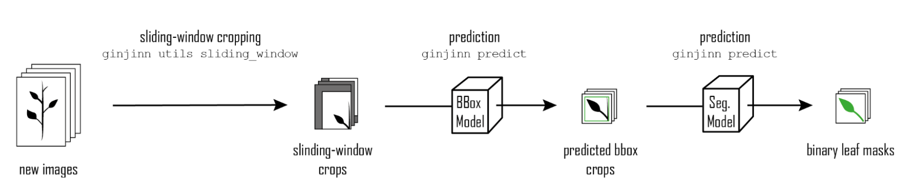 Leucanthemum prediction workflow.