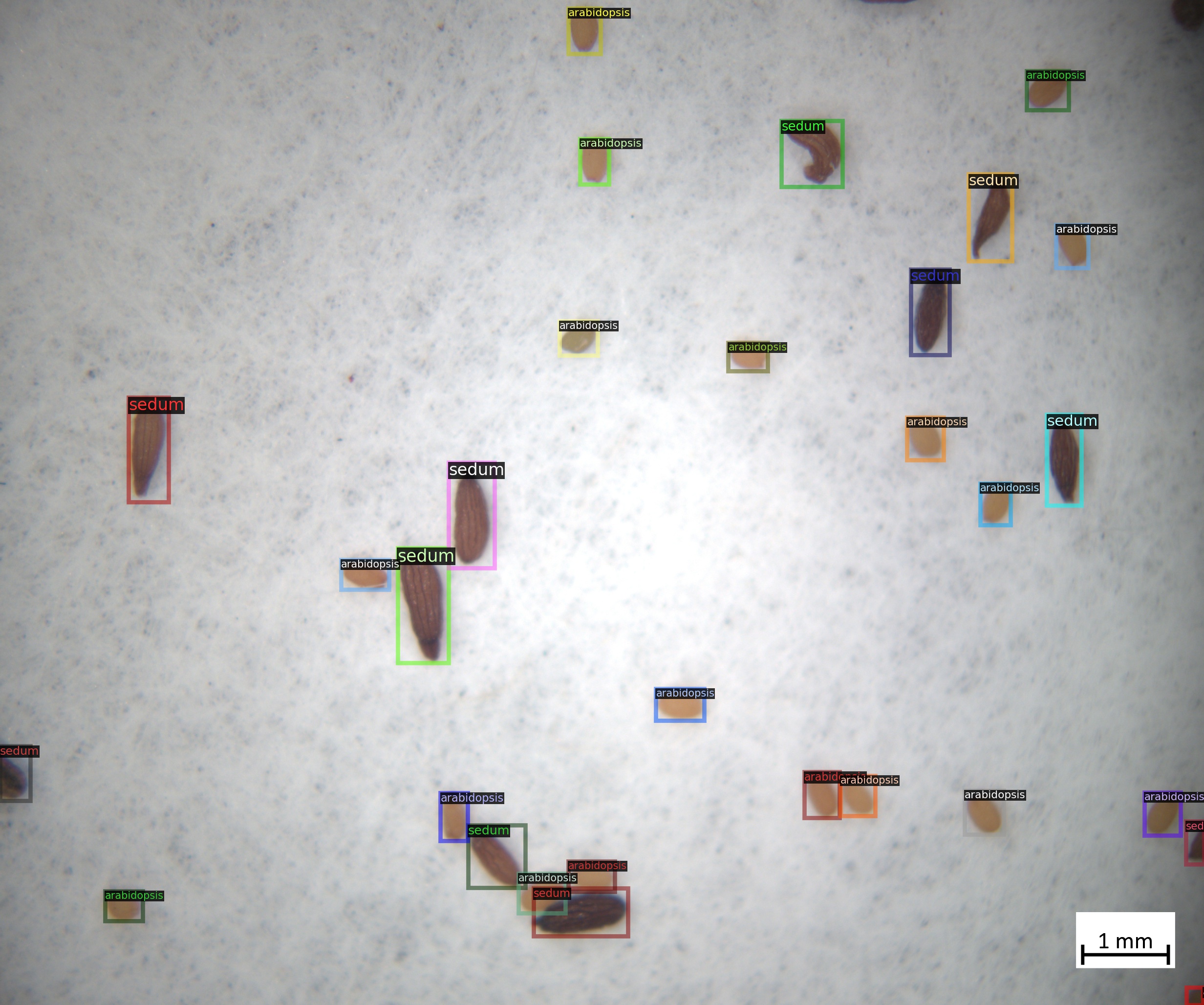 Seed image with bounding-box annotations.